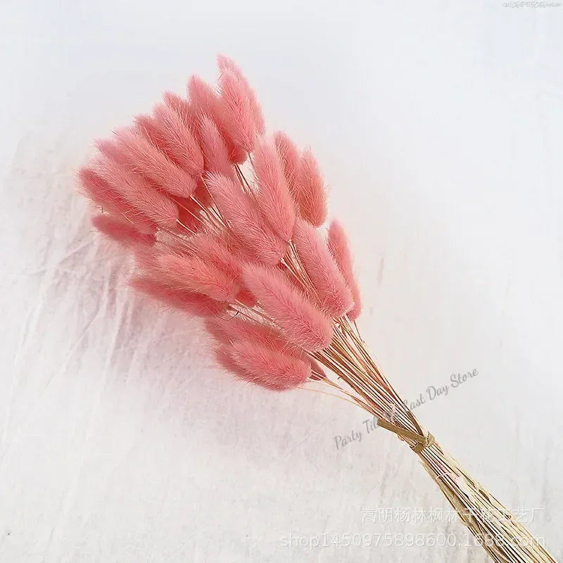 60pcs Nature Rabbit Tail Grass Dried Flower Bouquet Dog Tail Grass Dried Flower Immortal Flower Small Bouquet DIY Decoration