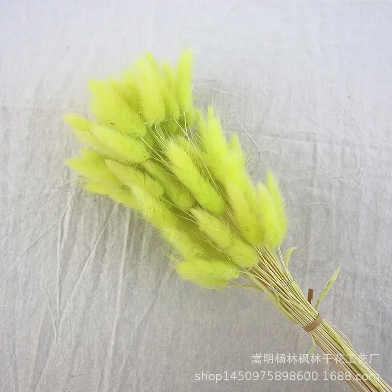 60pcs Nature Rabbit Tail Grass Dried Flower Bouquet Dog Tail Grass Dried Flower Immortal Flower Small Bouquet DIY Decoration