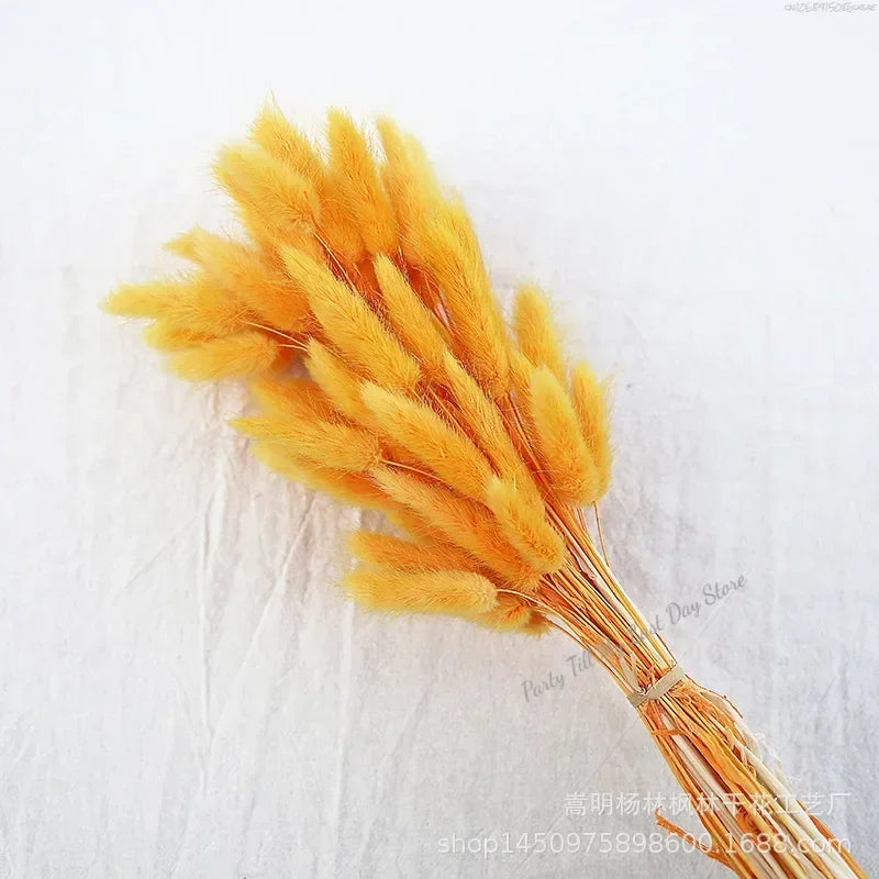 60pcs Nature Rabbit Tail Grass Dried Flower Bouquet Dog Tail Grass Dried Flower Immortal Flower Small Bouquet DIY Decoration