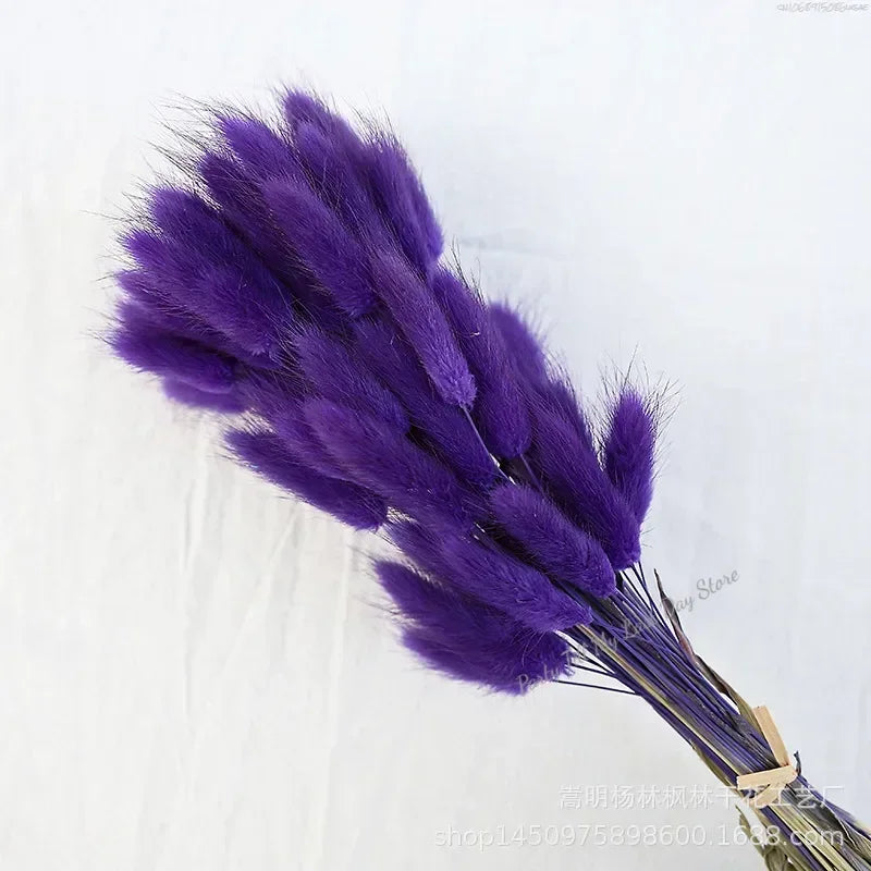 60pcs Nature Rabbit Tail Grass Dried Flower Bouquet Dog Tail Grass Dried Flower Immortal Flower Small Bouquet DIY Decoration