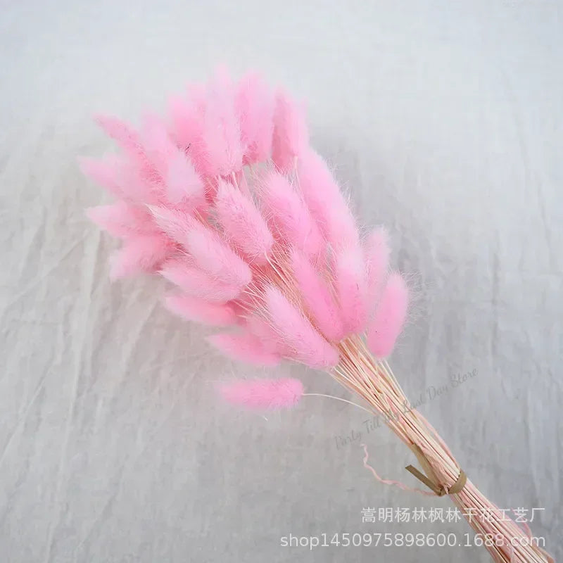 60pcs Nature Rabbit Tail Grass Dried Flower Bouquet Dog Tail Grass Dried Flower Immortal Flower Small Bouquet DIY Decoration