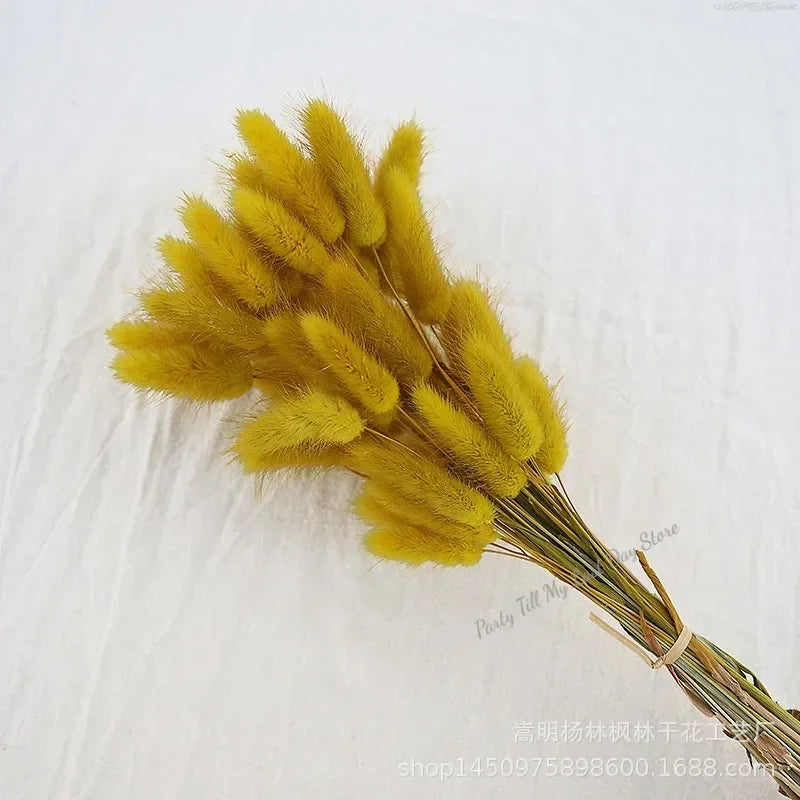 60pcs Nature Rabbit Tail Grass Dried Flower Bouquet Dog Tail Grass Dried Flower Immortal Flower Small Bouquet DIY Decoration
