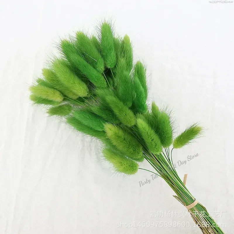 60pcs Nature Rabbit Tail Grass Dried Flower Bouquet Dog Tail Grass Dried Flower Immortal Flower Small Bouquet DIY Decoration