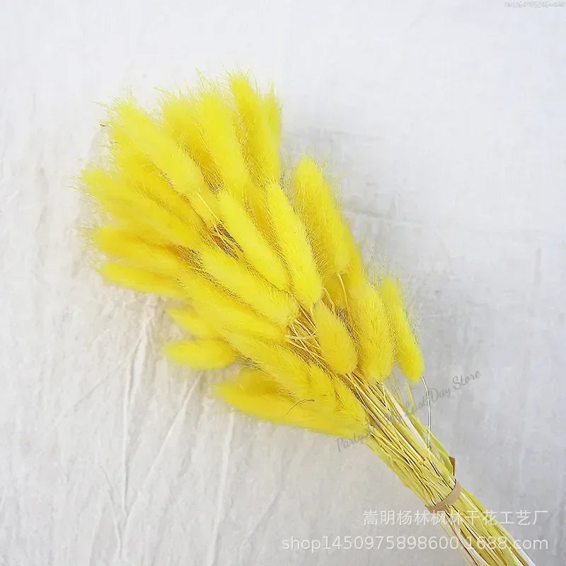 60pcs Nature Rabbit Tail Grass Dried Flower Bouquet Dog Tail Grass Dried Flower Immortal Flower Small Bouquet DIY Decoration