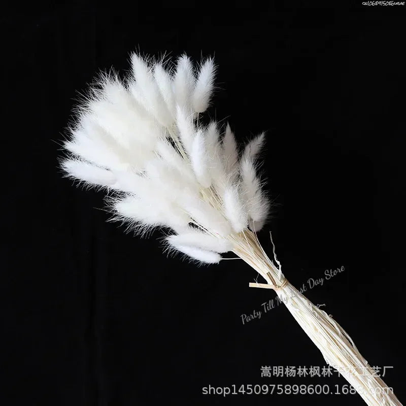 60pcs Nature Rabbit Tail Grass Dried Flower Bouquet Dog Tail Grass Dried Flower Immortal Flower Small Bouquet DIY Decoration