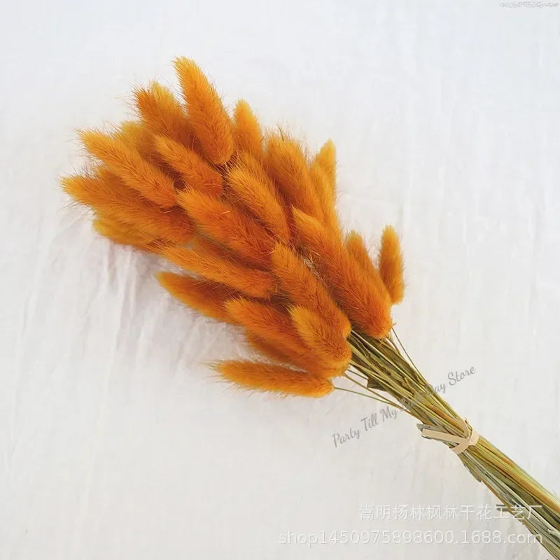 60pcs Nature Rabbit Tail Grass Dried Flower Bouquet Dog Tail Grass Dried Flower Immortal Flower Small Bouquet DIY Decoration