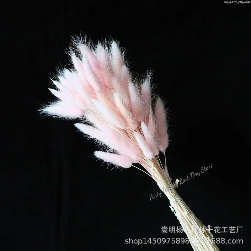 60pcs Nature Rabbit Tail Grass Dried Flower Bouquet Dog Tail Grass Dried Flower Immortal Flower Small Bouquet DIY Decoration