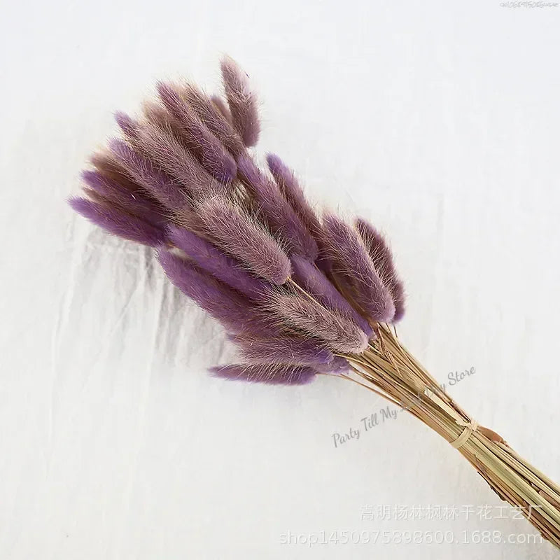 60pcs Nature Rabbit Tail Grass Dried Flower Bouquet Dog Tail Grass Dried Flower Immortal Flower Small Bouquet DIY Decoration