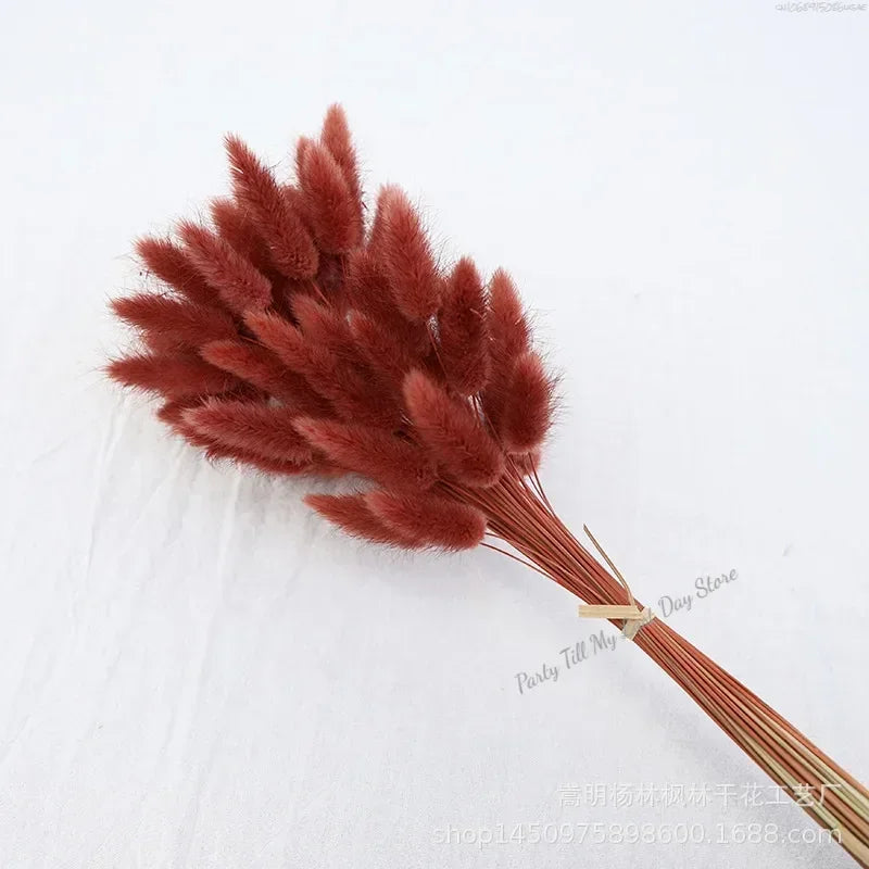60pcs Nature Rabbit Tail Grass Dried Flower Bouquet Dog Tail Grass Dried Flower Immortal Flower Small Bouquet DIY Decoration