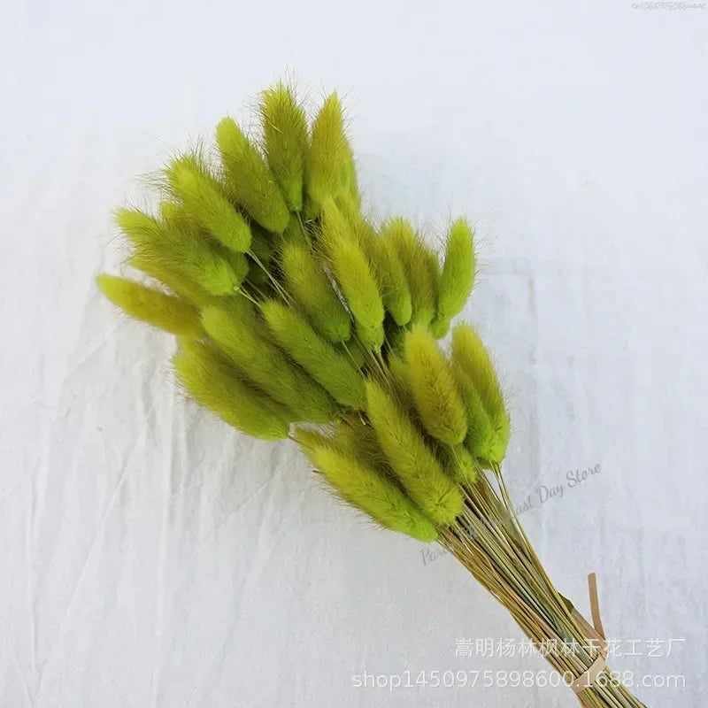 60pcs Nature Rabbit Tail Grass Dried Flower Bouquet Dog Tail Grass Dried Flower Immortal Flower Small Bouquet DIY Decoration