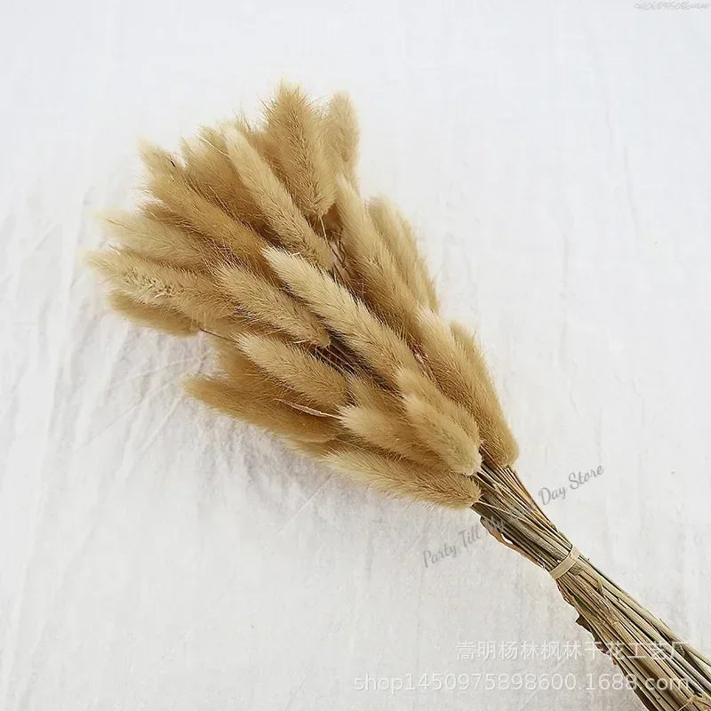 60pcs Nature Rabbit Tail Grass Dried Flower Bouquet Dog Tail Grass Dried Flower Immortal Flower Small Bouquet DIY Decoration